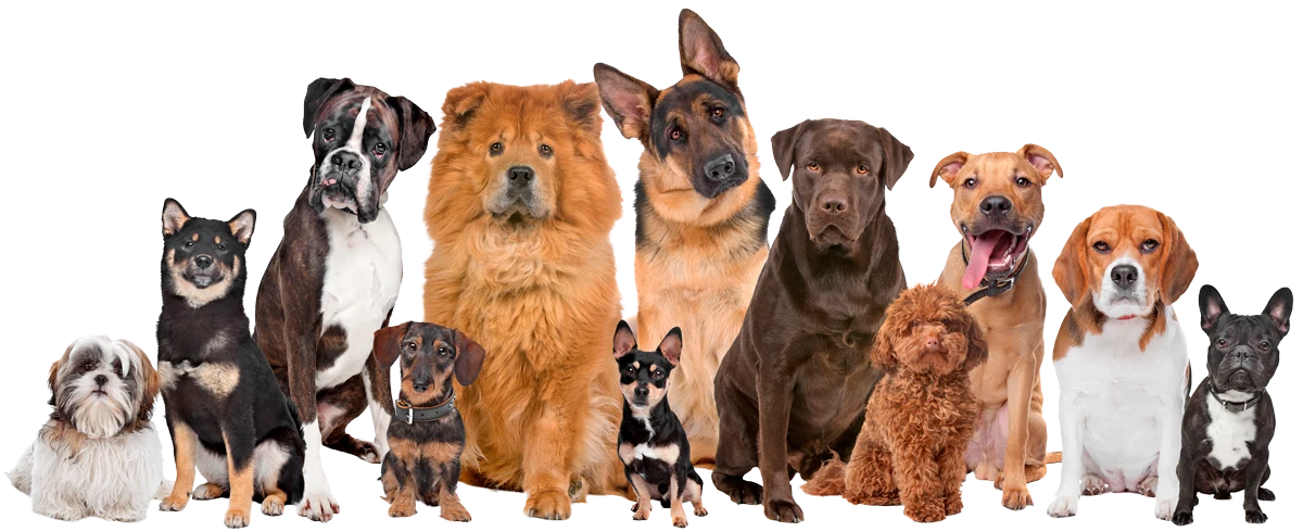 Perros de distintas razas